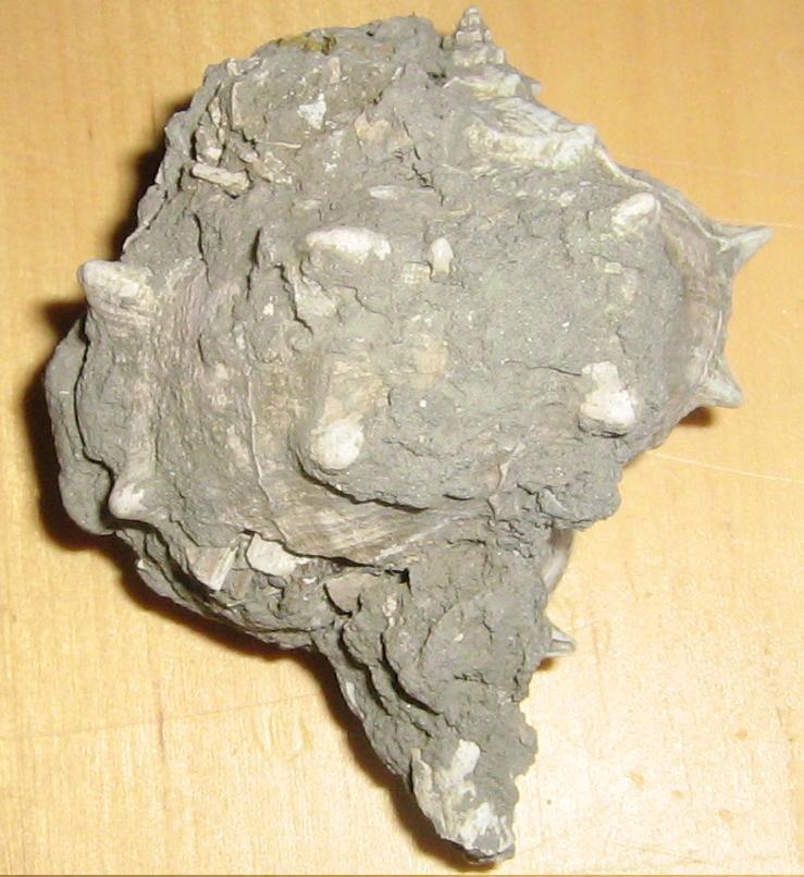 lavaggio e restauro dei ritrovamenti di oggi